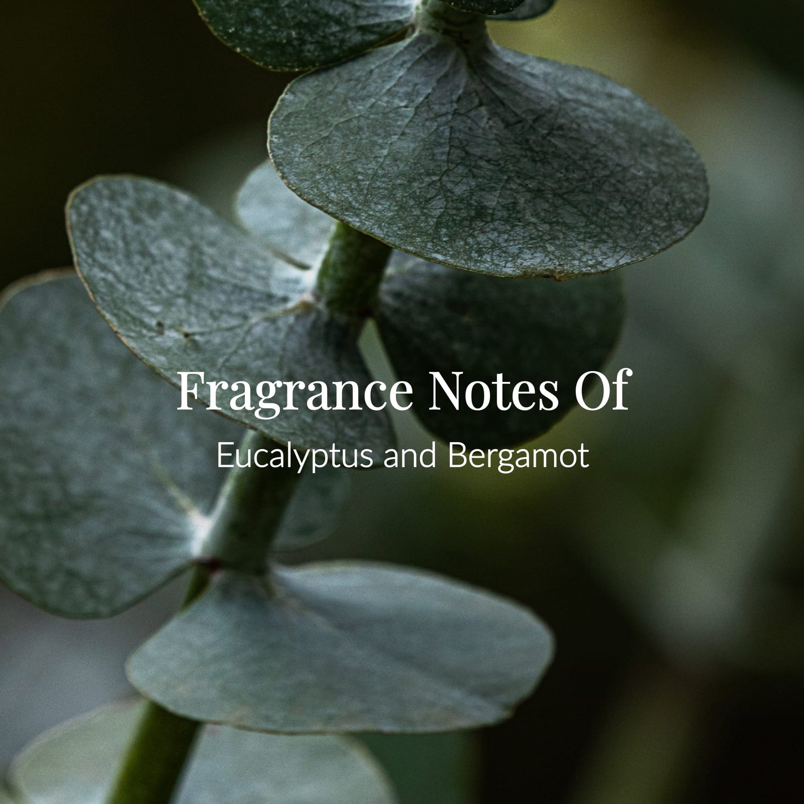 Close-up of eucalyptus leaves with text overlay: Bergamot Eucalyptus Body Lotion – Featuring Fragrance Notes of Eucalyptus and Bergamot. The blurred green background highlights the texture of the eucalyptus leaves, making this image an ideal match for our hydrating body lotion.4