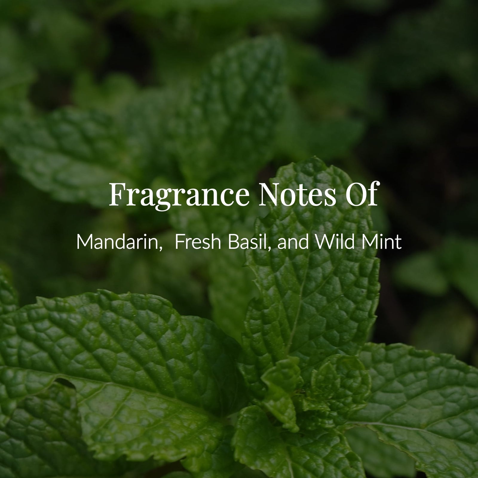 Close-up of mint leaves with text overlay: Notes of Mandarin, Fresh Basil, and Wild Mint in white font. Inspired by aromatherapy, this lush green foliage background evokes the refreshing essence of Morning Mint Body Lotion, crafted with pure essential oils.4