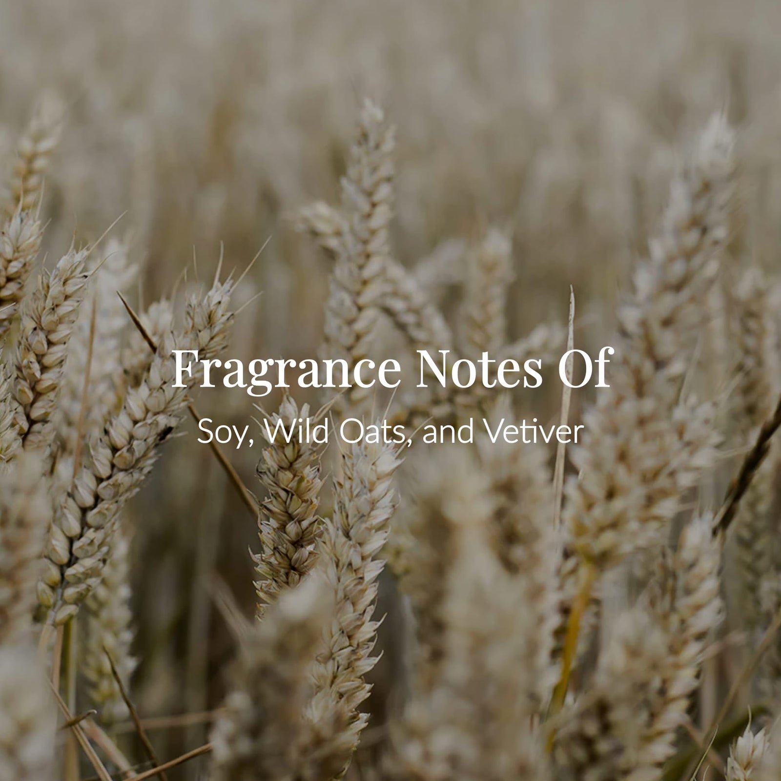 Close-up of golden oat stalks in a field with the text, Fragrance Notes of Soy, Wild Oats, and Vetiver, overlaid in white letters—perfect inspiration for our cruelty-free Soy Milk Body Lotion.3